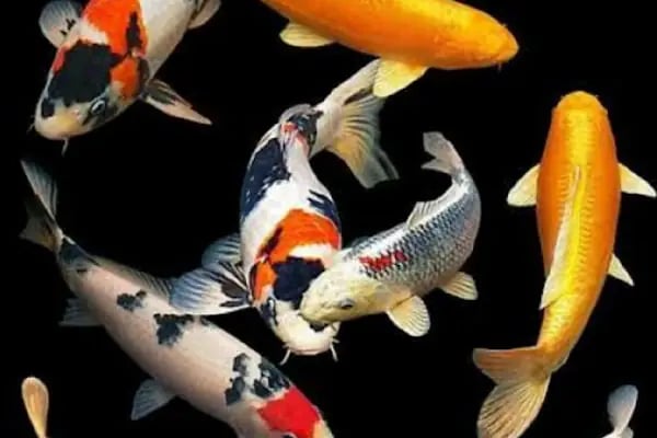 Koi fish İzmir ebinç - Resim 2