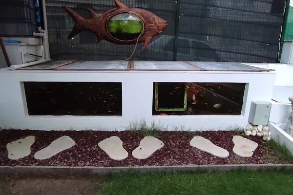 Koi fish İzmir ebinç - Resim 5