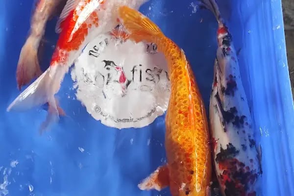Koi fish İzmir ebinç - Resim 17