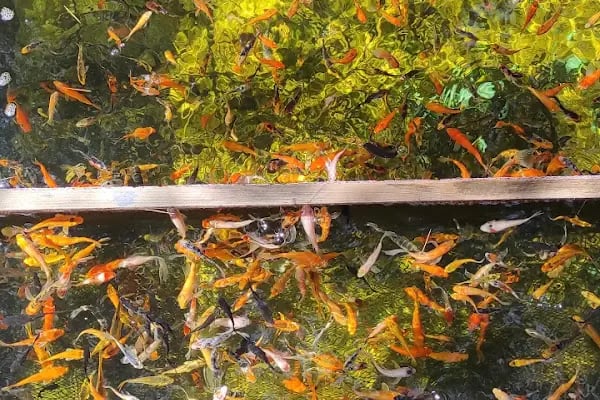 Koi fish İzmir ebinç - Resim 20