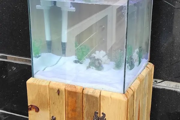 Koi fish İzmir ebinç - Resim 13