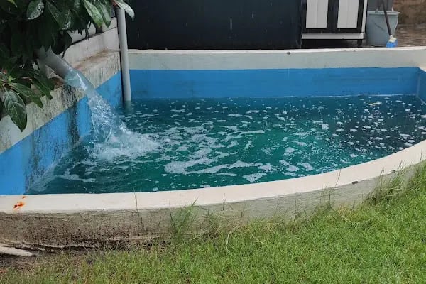 Koi fish İzmir ebinç - Resim 15
