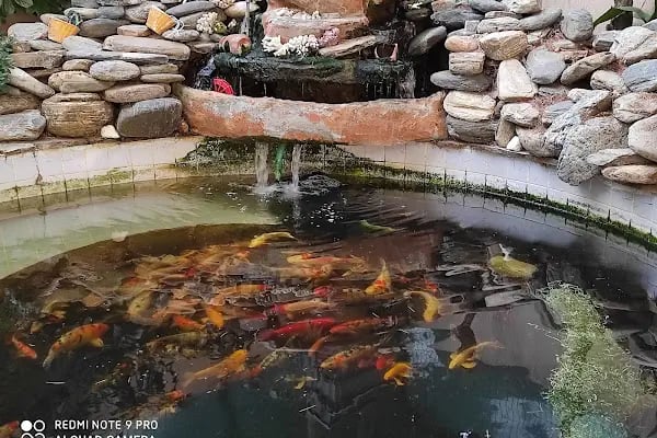 Koi fish İzmir ebinç - Resim 11