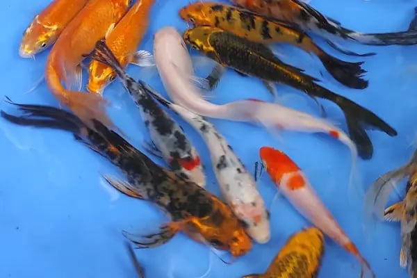 Koi fish İzmir ebinç - Resim 18