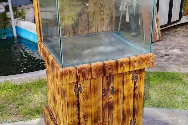 Koi fish İzmir ebinç - Resim 7