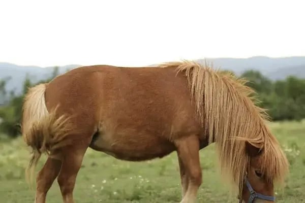 Aslı Hanım At Çiftliği - Resim 5