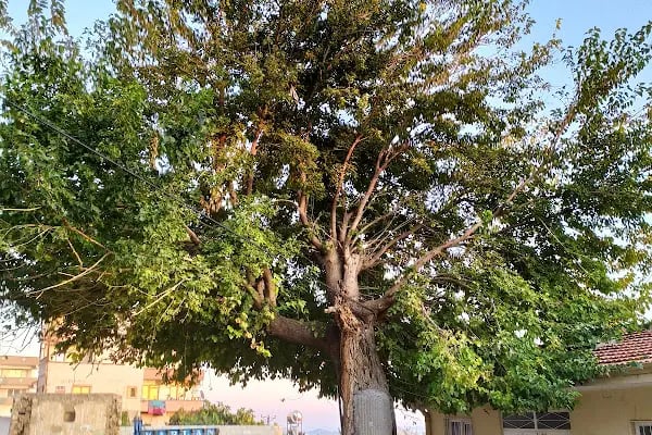 Beydili Köyü Cami - Resim 7