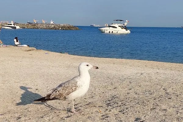 Çiroz Yeşilköy Halk Plajı - Resim 20