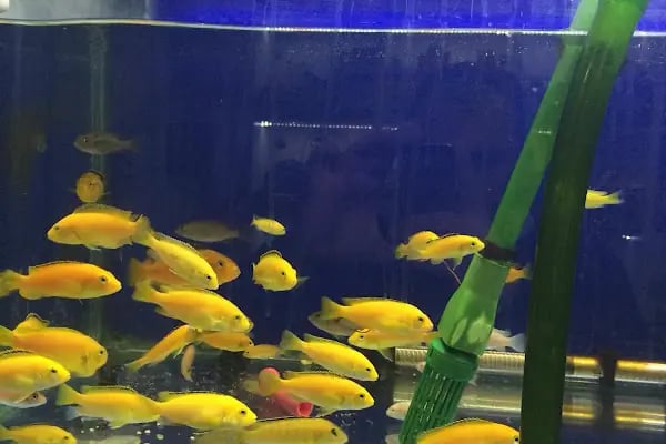 Stad Pet Shop - Resim 20