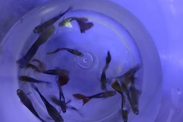Stad Pet Shop - Resim 5