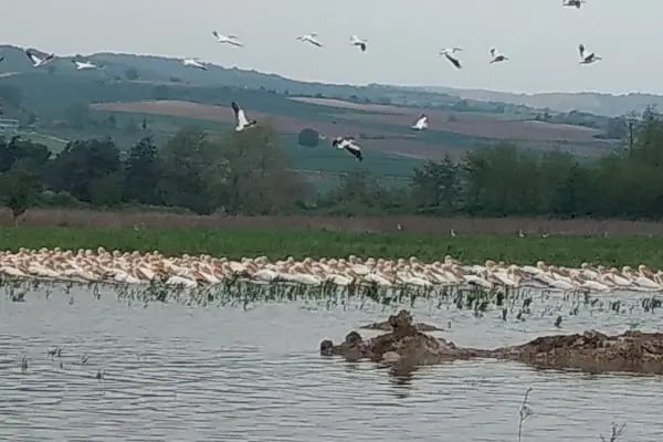 Boğazköy Dam - Resim 10