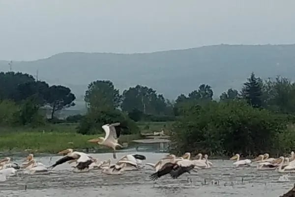 Boğazköy Dam - Resim 16