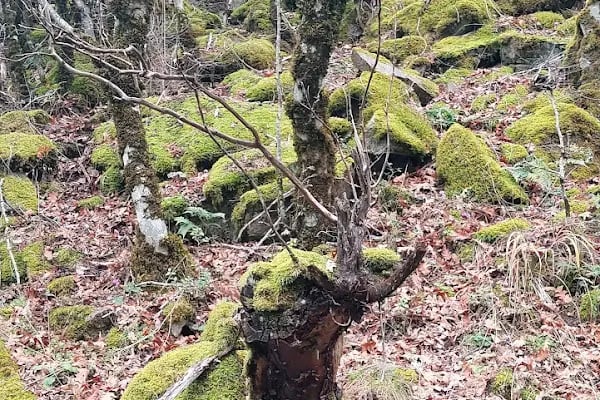 Akalan Aparı Şelaleleri - Resim 16