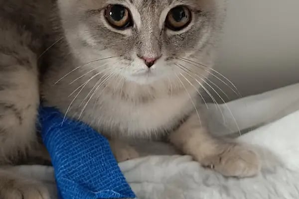 VET - ANKA Veteriner Kliniği GAZİANTEP ŞEHİTKAMİL - Resim 8