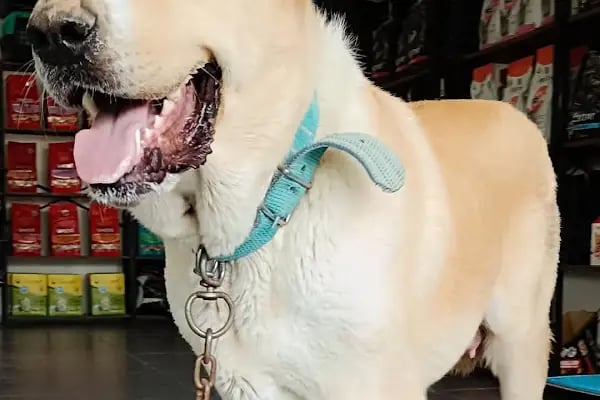 VET - ANKA Veteriner Kliniği GAZİANTEP ŞEHİTKAMİL - Resim 10