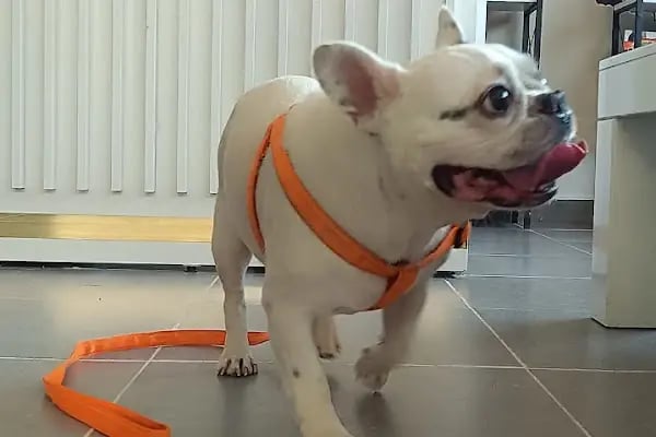 VET - ANKA Veteriner Kliniği GAZİANTEP ŞEHİTKAMİL - Resim 4