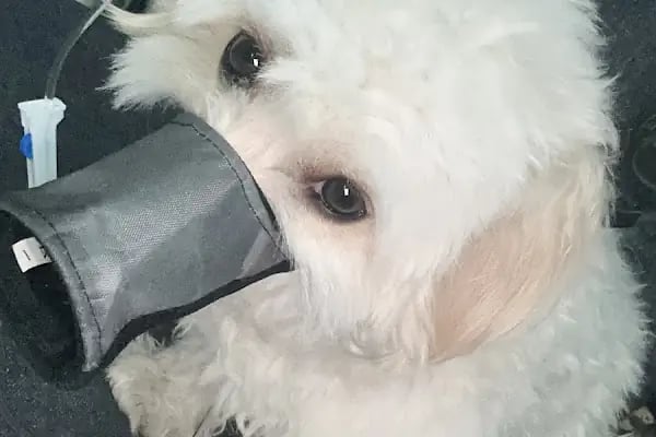 VET - ANKA Veteriner Kliniği GAZİANTEP ŞEHİTKAMİL - Resim 19