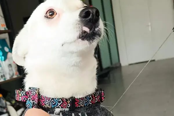 VET - ANKA Veteriner Kliniği GAZİANTEP ŞEHİTKAMİL - Resim 5