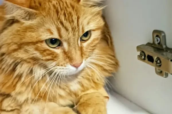 VET - ANKA Veteriner Kliniği GAZİANTEP ŞEHİTKAMİL - Resim 9