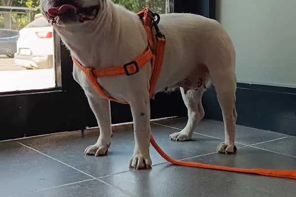 VET - ANKA Veteriner Kliniği GAZİANTEP ŞEHİTKAMİL - Resim 20