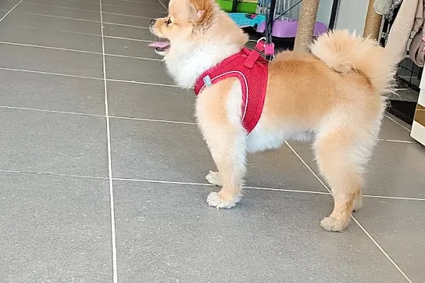 VET - ANKA Veteriner Kliniği GAZİANTEP ŞEHİTKAMİL - Resim 2