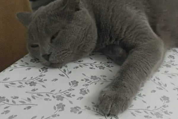 VET - ANKA Veteriner Kliniği GAZİANTEP ŞEHİTKAMİL - Resim 17