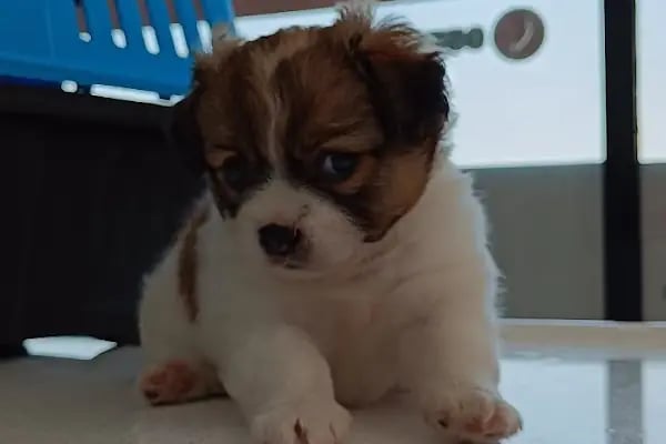 VET - ANKA Veteriner Kliniği GAZİANTEP ŞEHİTKAMİL - Resim 16