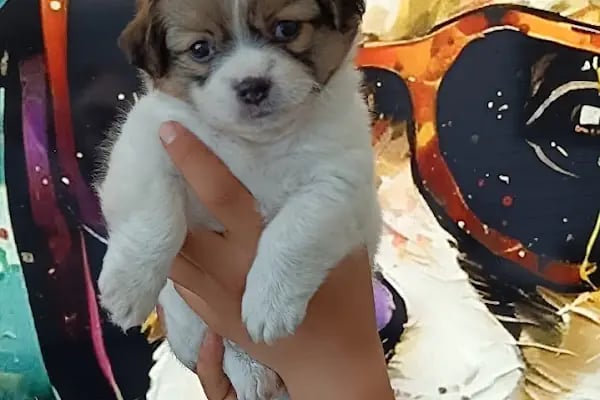 VET - ANKA Veteriner Kliniği GAZİANTEP ŞEHİTKAMİL - Resim 13