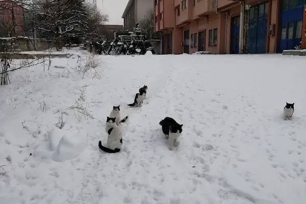 Ptt-çinçin Şubesi - Resim 5