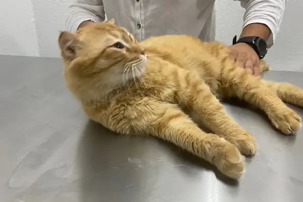 Acar Mutlu Veteriner Kliniği - Resim 5