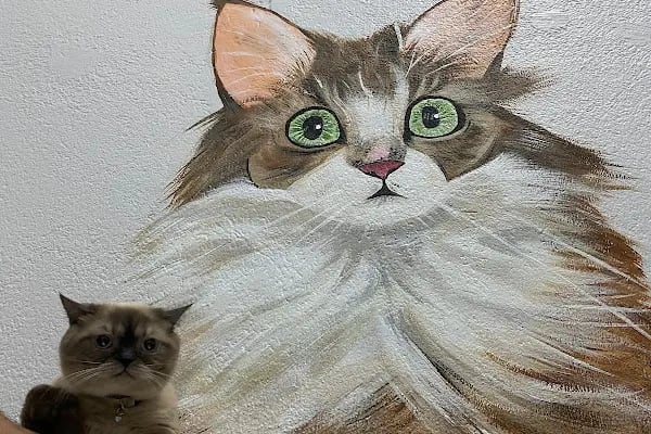 Acar Mutlu Veteriner Kliniği - Resim 6
