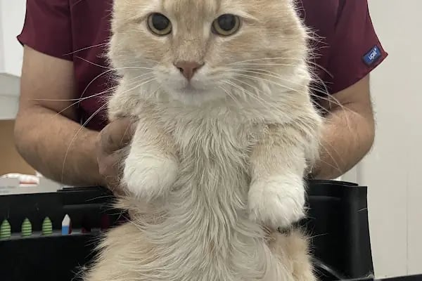 Acar Mutlu Veteriner Kliniği - Resim 7