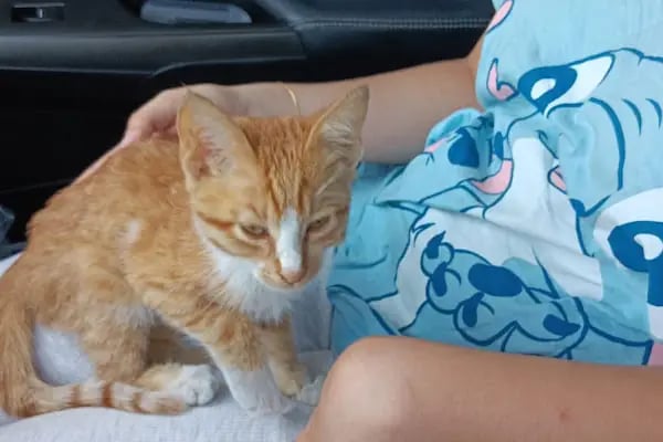 Acar Mutlu Veteriner Kliniği - Resim 9