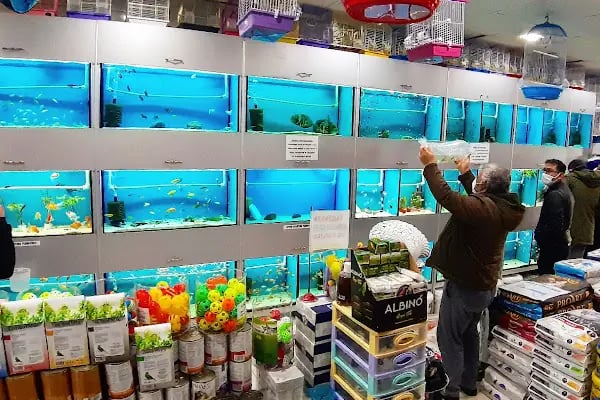 BERİL AKVARYUM PETSHOP - Resim 4