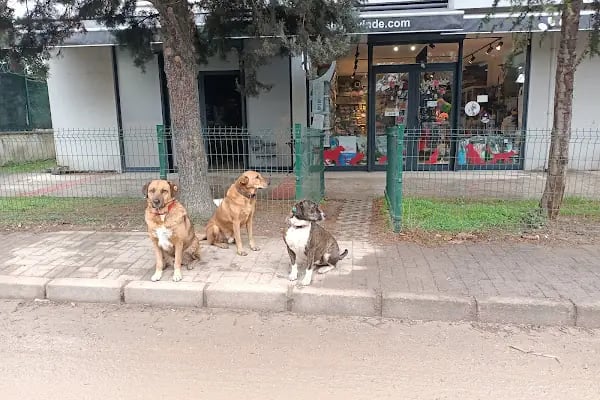 Petshop Evinde - Resim 20