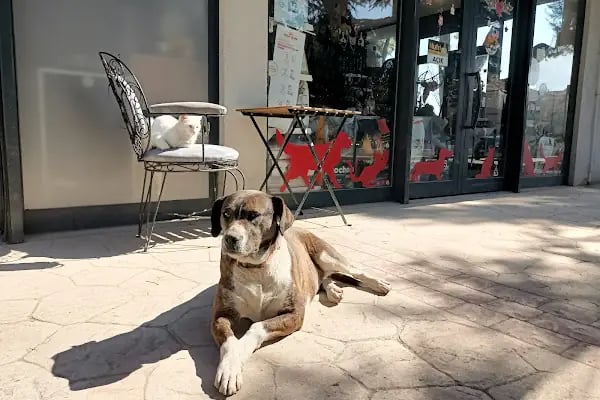 Petshop Evinde - Resim 12