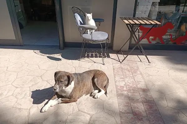 Petshop Evinde - Resim 13