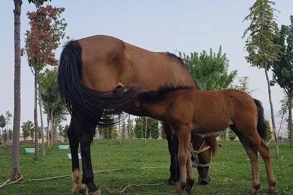 İnegol Belediyesi Sokak Hayvanları Tedavi Merkezi - Resim 8