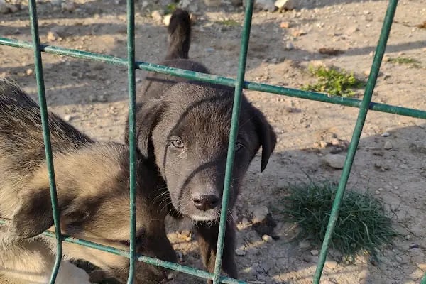 İnegol Belediyesi Sokak Hayvanları Tedavi Merkezi - Resim 9