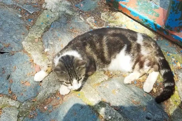 Teleferik girişi bilet gişe - Resim 16