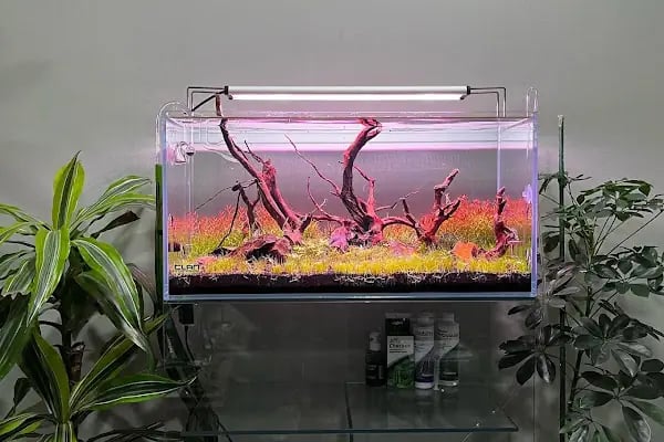 Clan Aquascaping Akvaryum Tasarım - Resim 19
