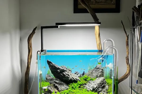 Clan Aquascaping Akvaryum Tasarım - Resim 10
