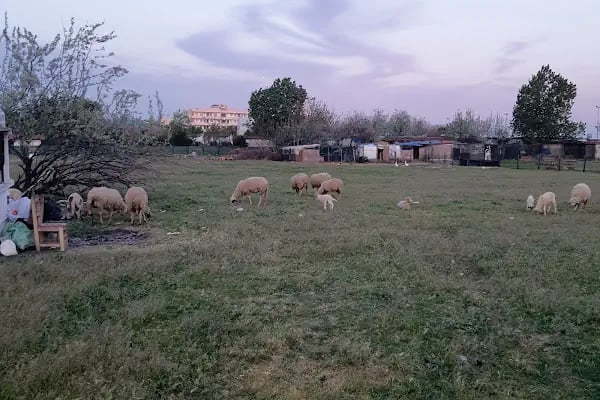 Menekşe Sahil - Resim 18