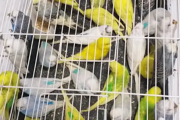 Tahtakale Akvaryum Petshop - Resim 4