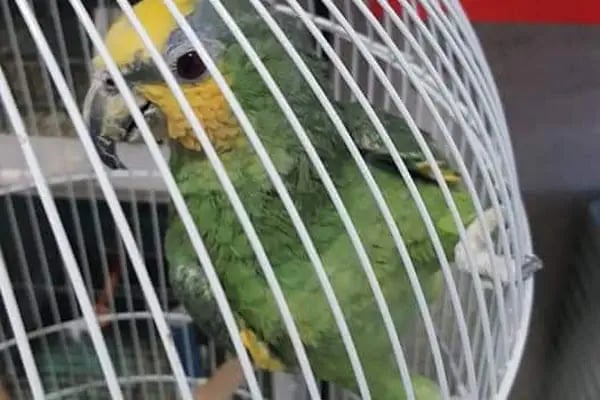Tahtakale Akvaryum Petshop - Resim 12