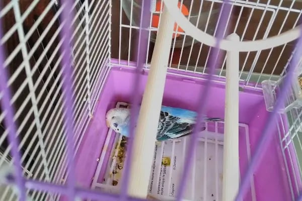 Tahtakale Akvaryum Petshop - Resim 9