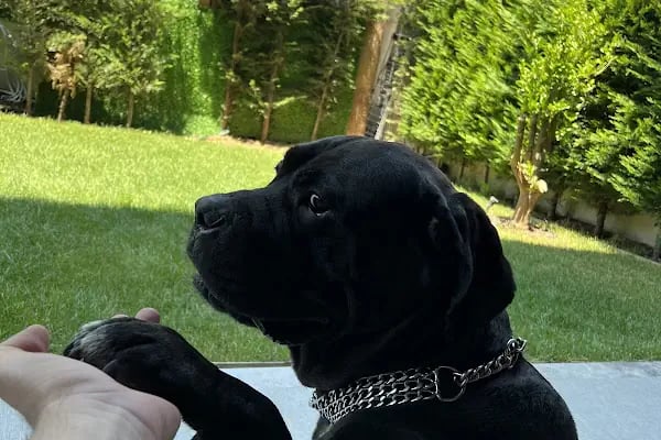 Buca Gazi Veteriner Polikliniği - Resim 9