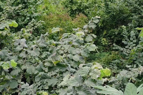 Trabzon Organik Solucan Gübresi Ve Solucan Satışı - Resim 14
