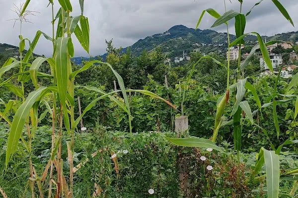 Trabzon Organik Solucan Gübresi Ve Solucan Satışı - Resim 11