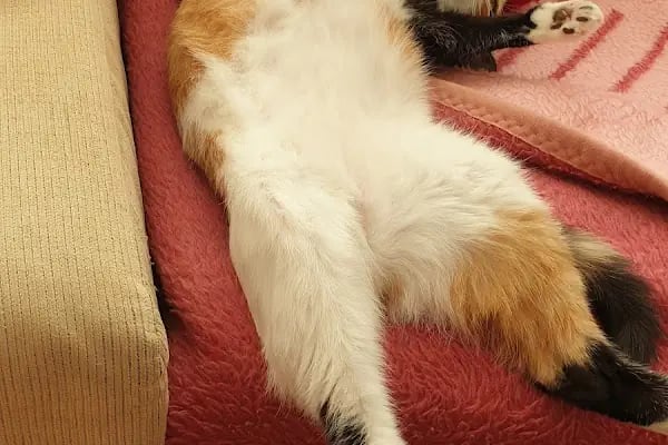 Şişli Veteriner Kliniği - Resim 4